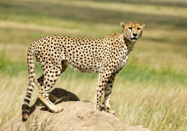 4 days budget safari