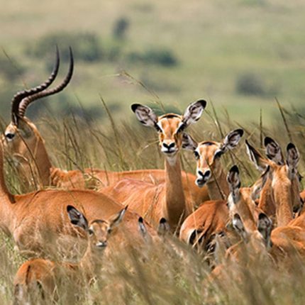 Mikumi National Park Safari