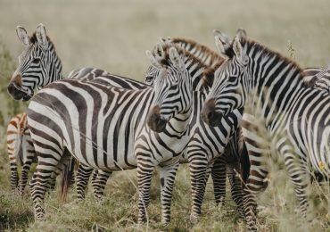 14-Days Tanzania Safari & Zanzibar Beach