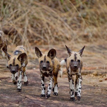 4 days Tanzania camping safari
