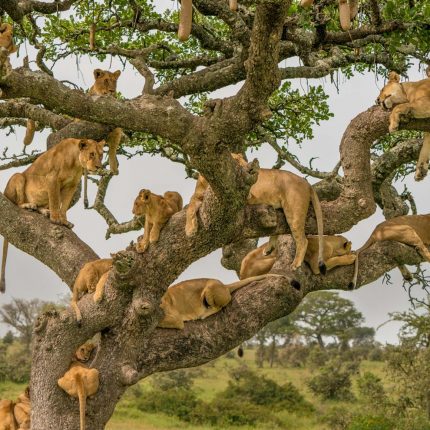 10 days Kilimanjaro and safari