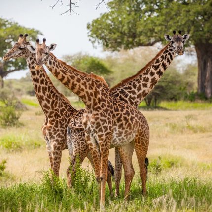 2 Days Tanzania lodge Safari