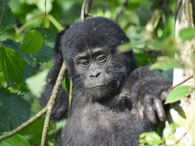 Bwindi National Park