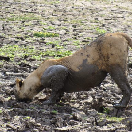 Southern Tanzania safari