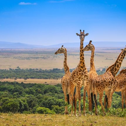 4 Days Masai Mara, Amboseli Safari