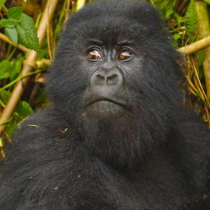 18 Days Classic Rwanda, Tanzania Safari & Zanzibar