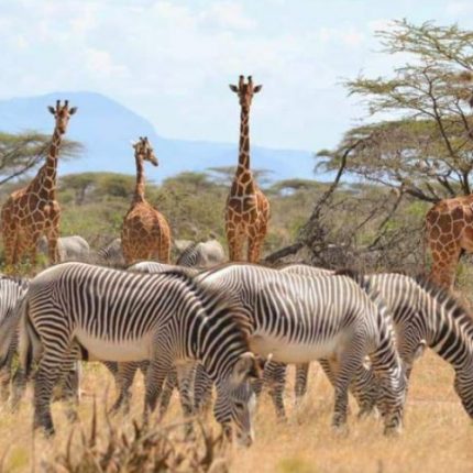 3 Days Kenya Samburu Safari Tour
