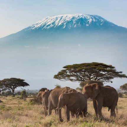 Kenya tanzania Safaris