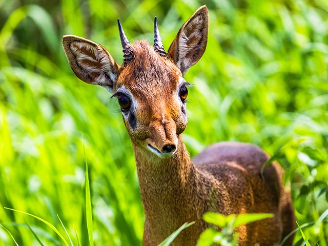 Arusha National Park