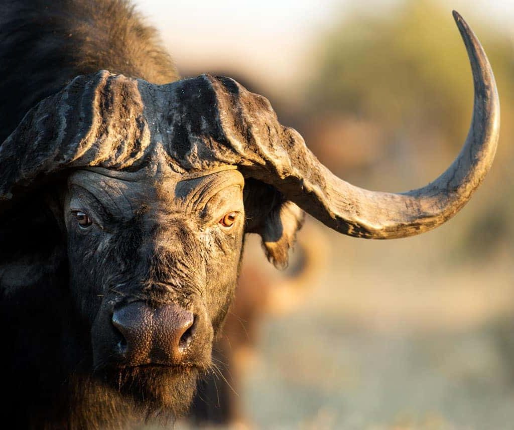 cape buffalo