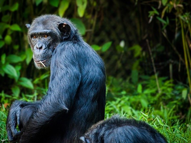 Kibale National Park