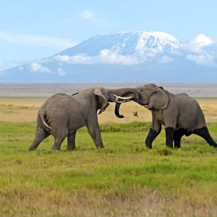 amboseli elephants
