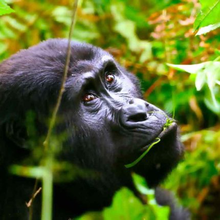 Uganda Gorilla Tours