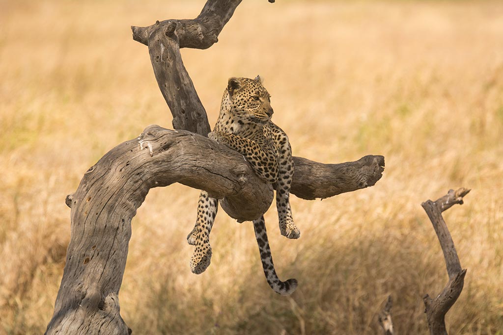4days maasai mara