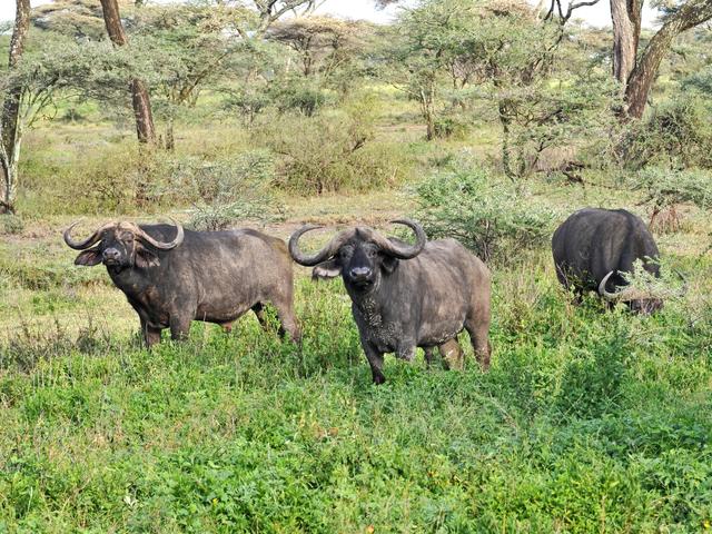 Katavi National Park