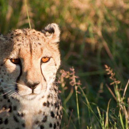 Masai Mara Safari