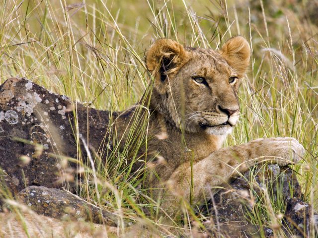 masai Mara