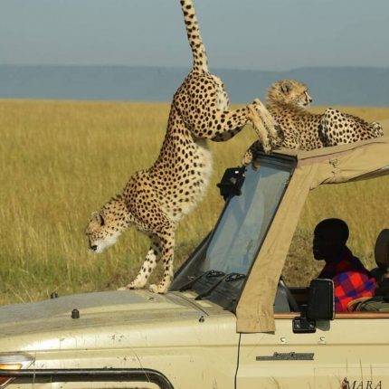 Kenya safari
