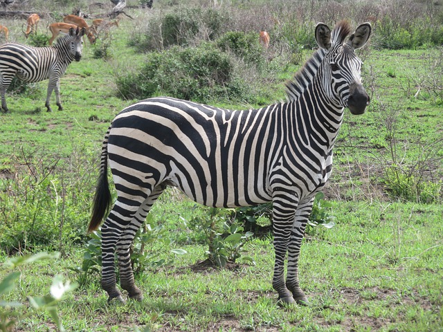 Mikumi National Park