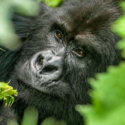 Uganda Gorilla Safaris