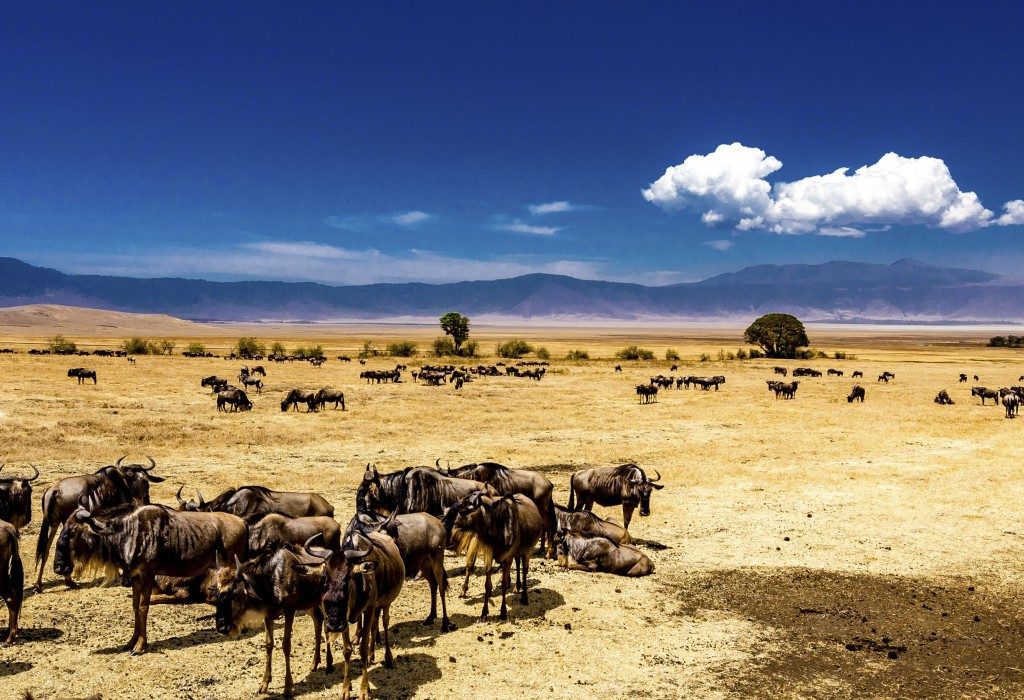ngorongoro-conservation-area Ngorongoro Conservation Area