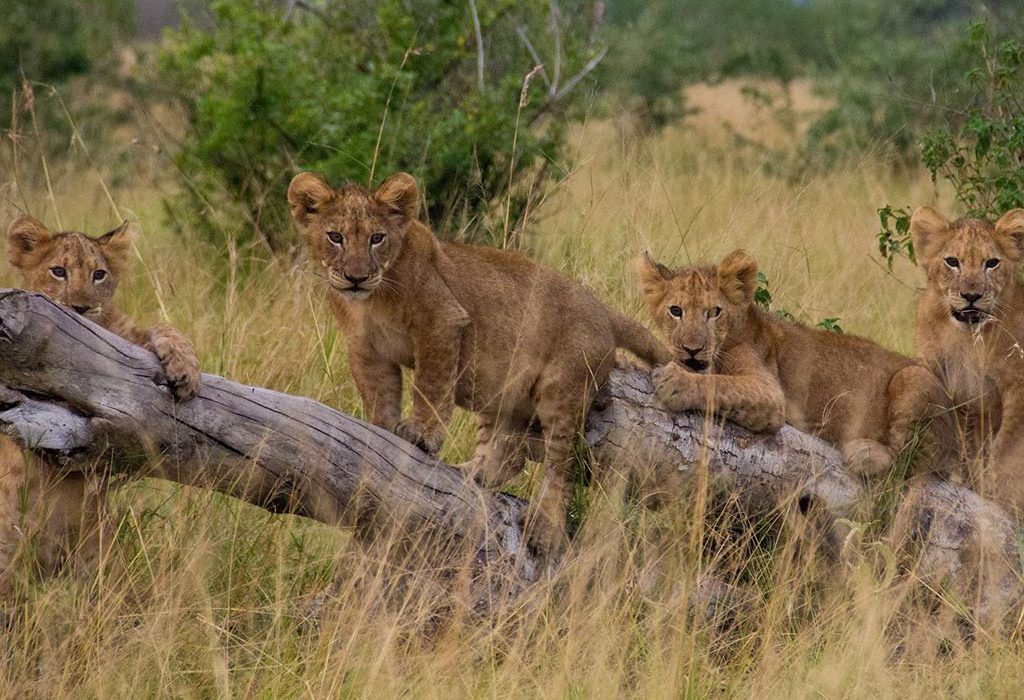 queen-elizabeth-national-park-uganda-safari-wildlife Tanzania and Uganda Wildlife safari