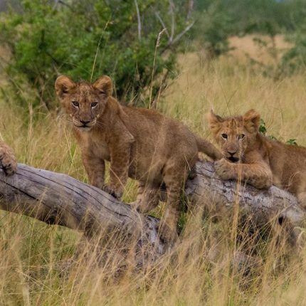 Tanzania and Uganda Wildlife safari