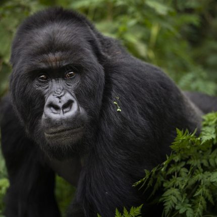 Rwanda Gorilla Tanzania Safari