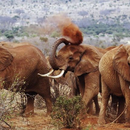 4 Days Kenya Amboseli Tsavo East West Safari
