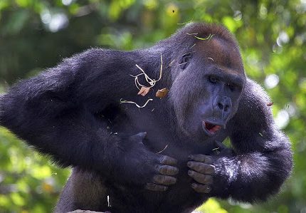 Uganda and Tanzania Wildlife Safari