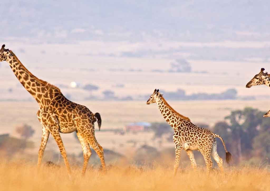 southern-tanzania-safari-banner Mount Kilimanjaro climbing and Safari