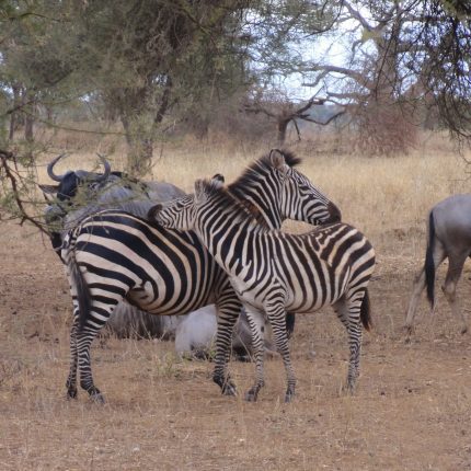 2-day ruaha national a park