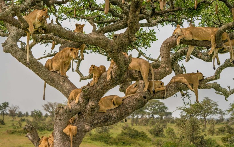 serengeti-national-park-safaris-820x517