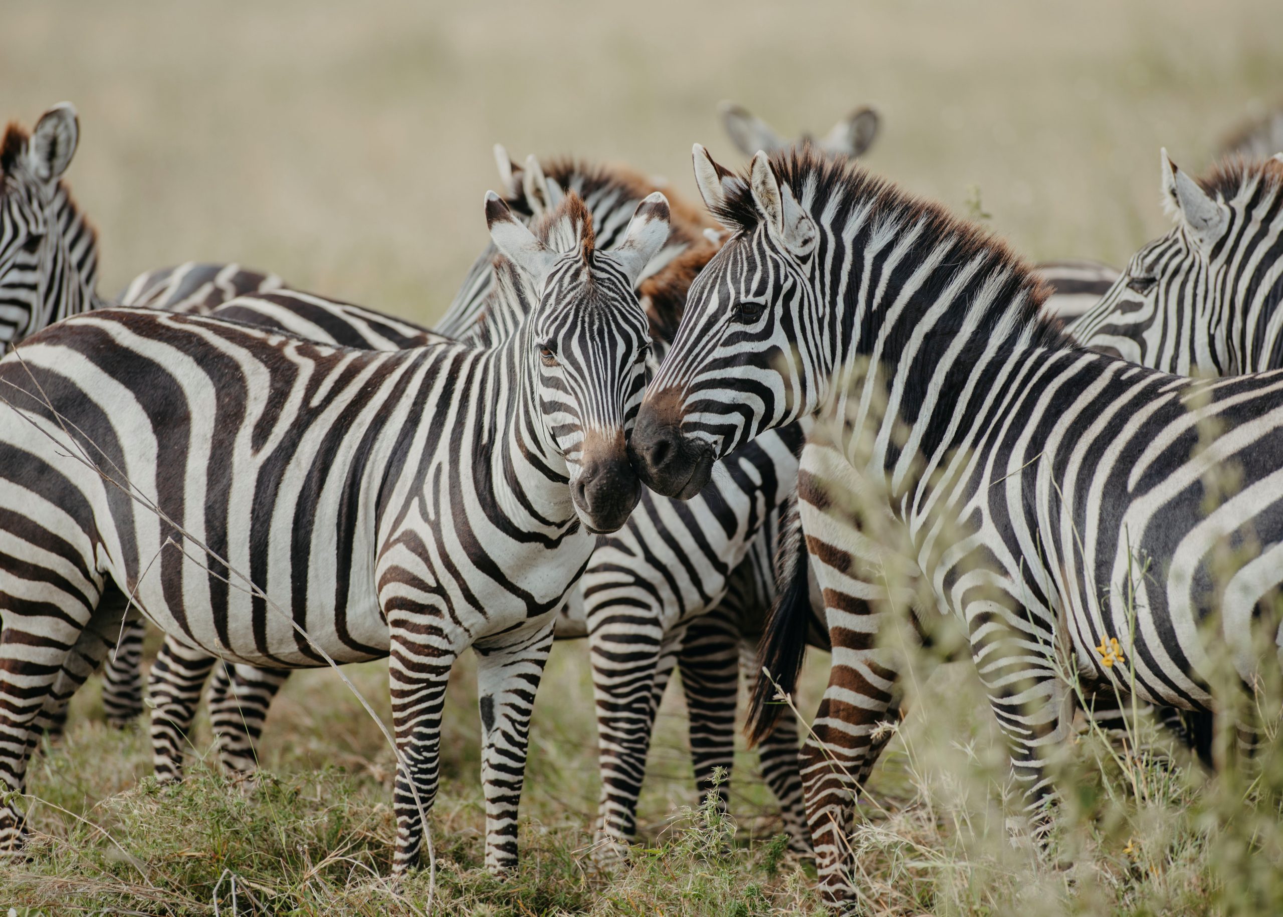 5 Days Safari group Joining in Tanzania
