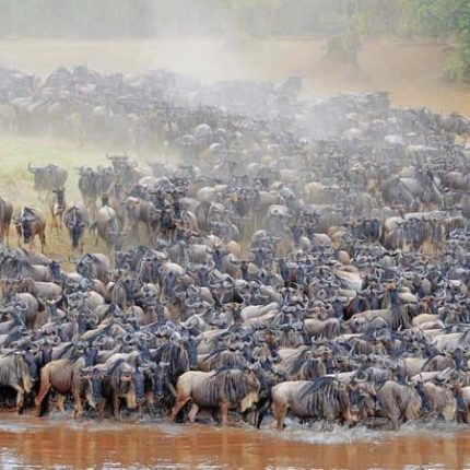 4 Days Northern Tanzania budget Safari