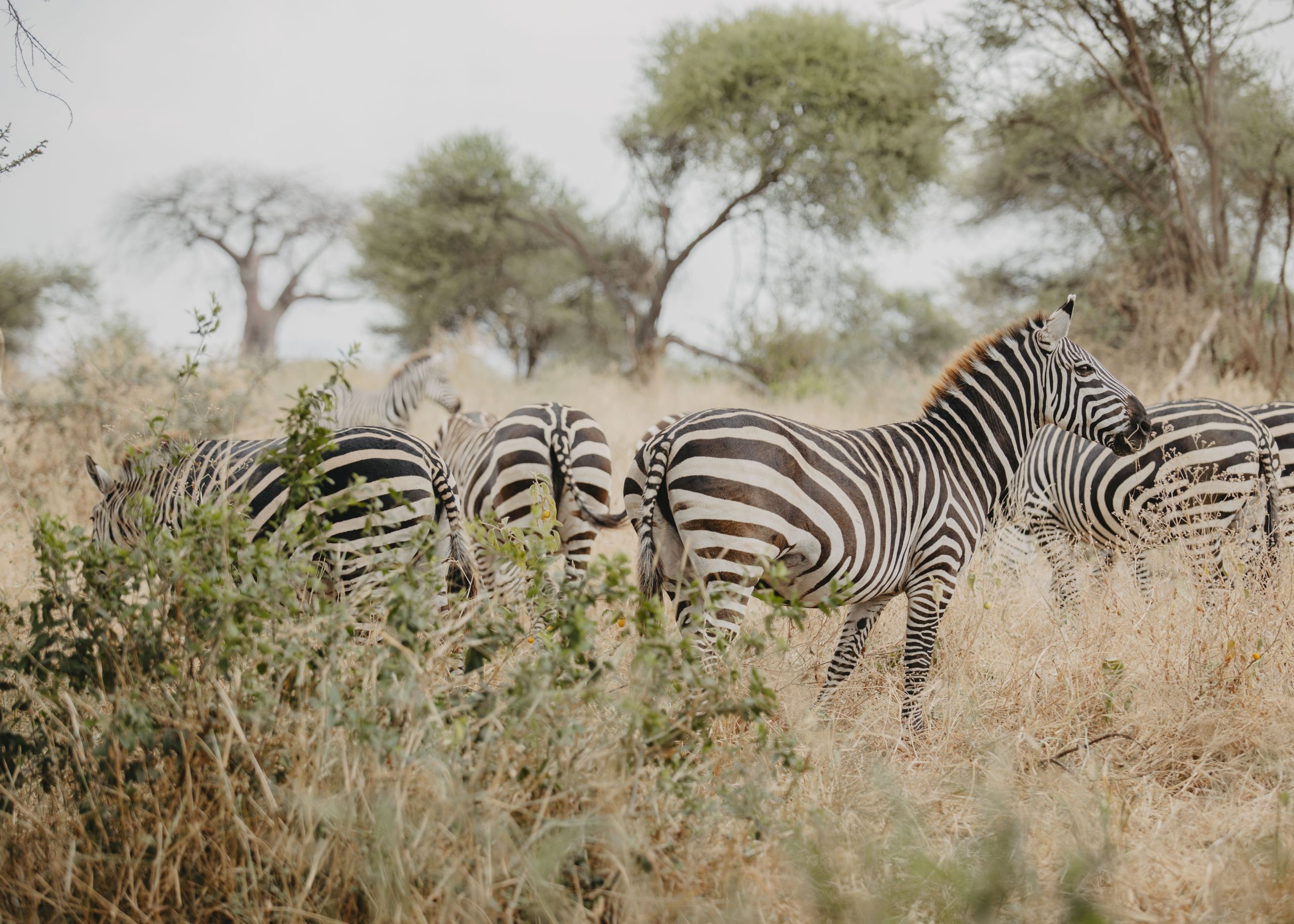 5 Days Tanzania Big Five Safari