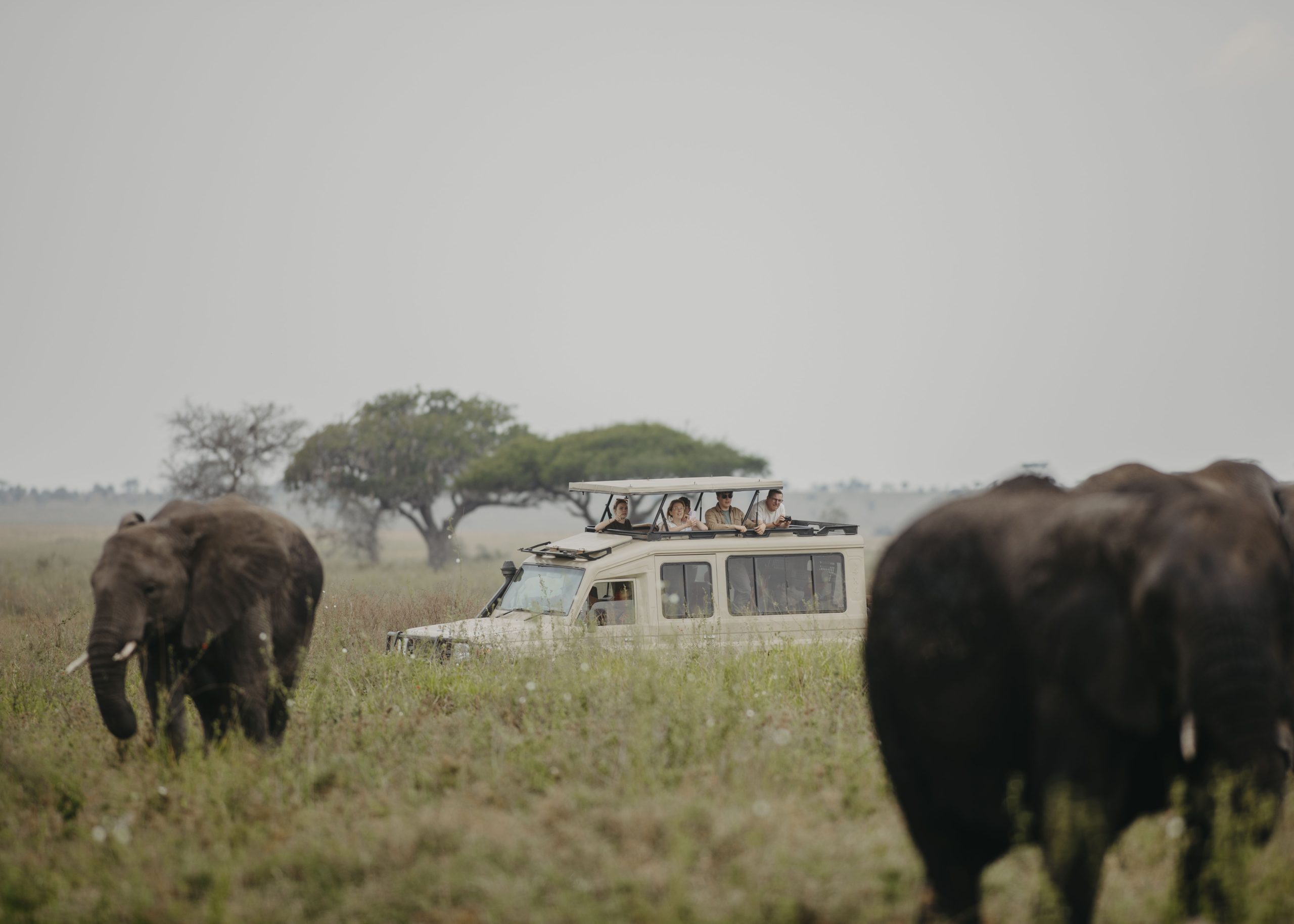 Safari joining groups